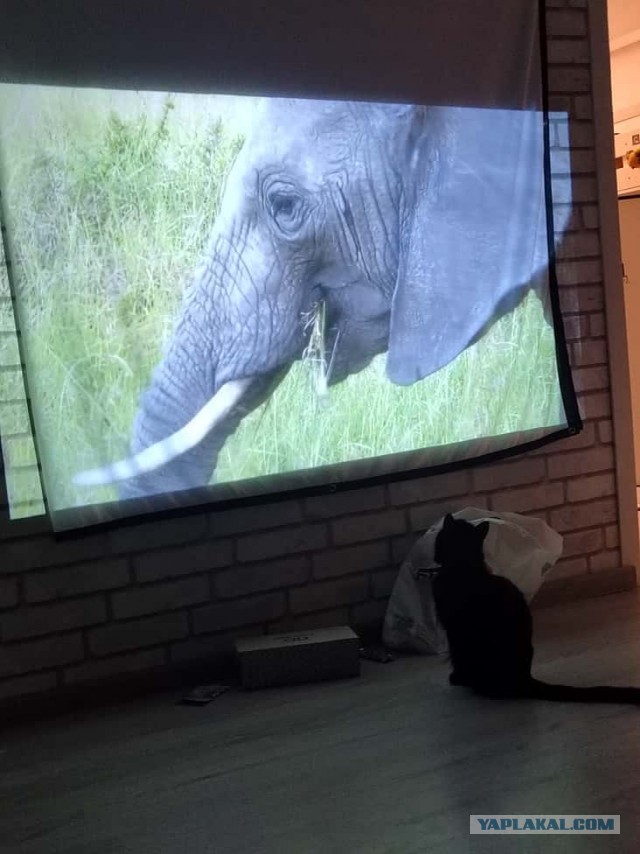 К котовторнику: подборка картинок-баянов с котиками и про котиков. Выпуск 24.