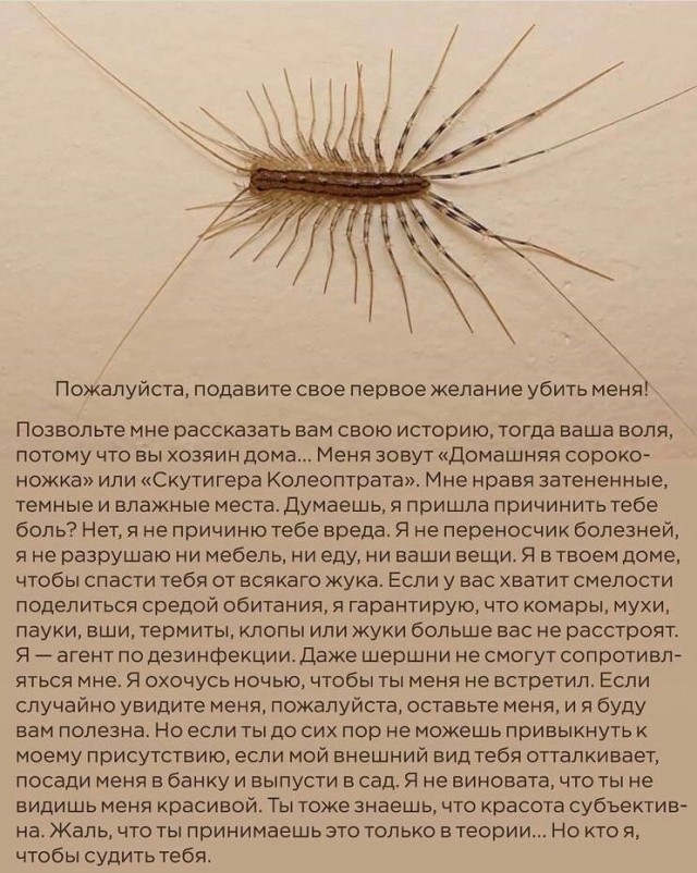 Мухи