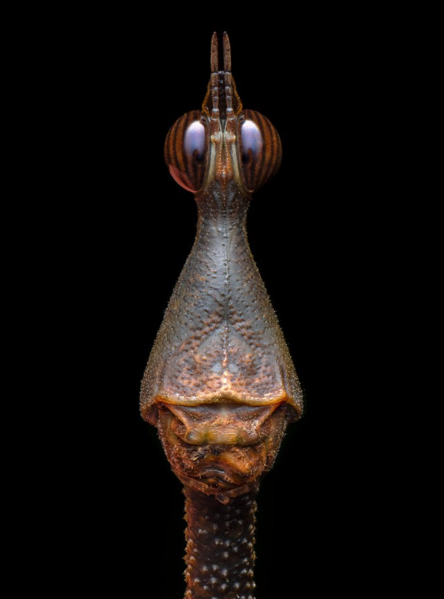 Лучшие макропортреты насекомых 2025 года.