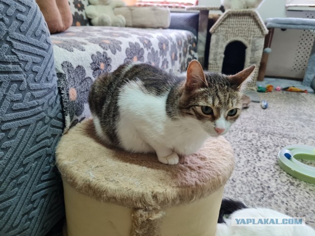 Котиков Вам в ленту