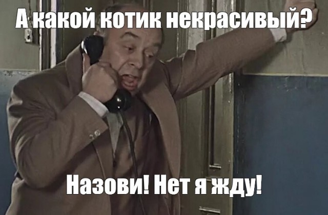 Молодой снежный барс демонстрирует своё недовольство, испугавшись щелчка фотоловушки