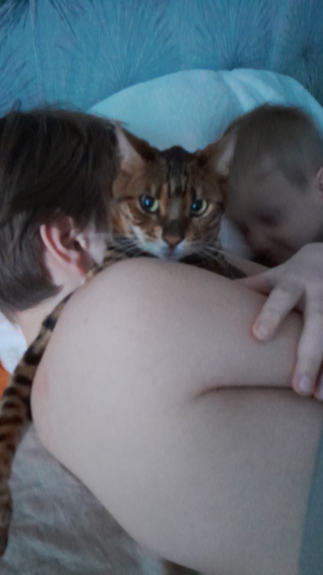 Котовторник снова!