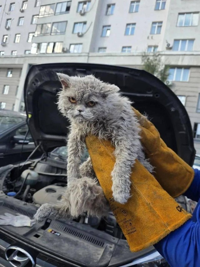 А я вас просил?