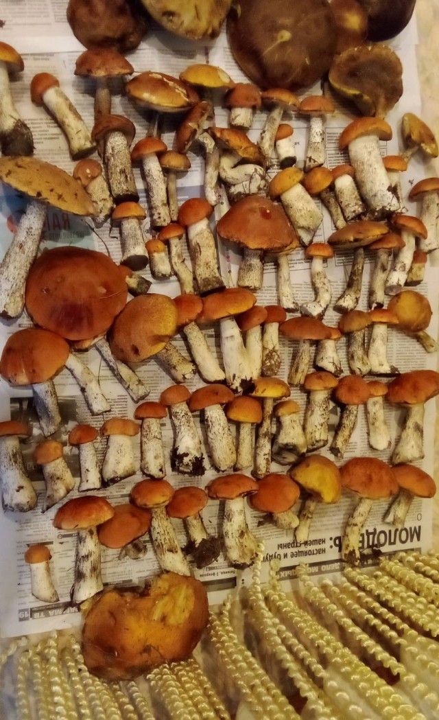 Грибы