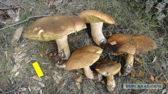 Вот такой один грибочек съел - и наелся