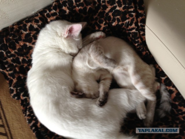 Котовторник 17.09.2013