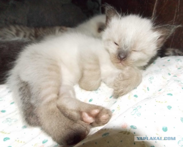 Котовторник 17.09.2013