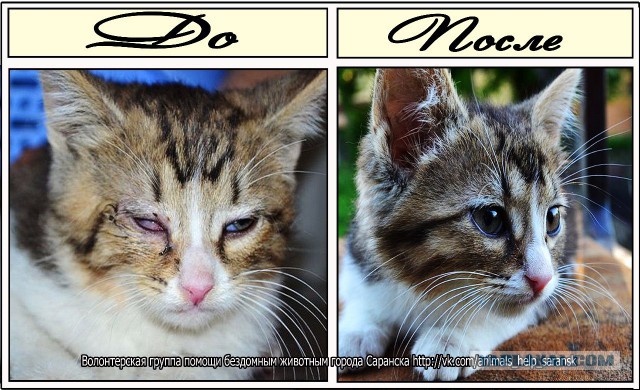 Про спасенных котеек