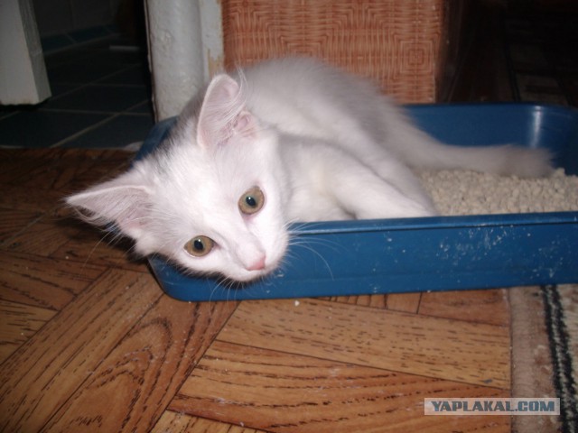 Котовторник 6.05.2014