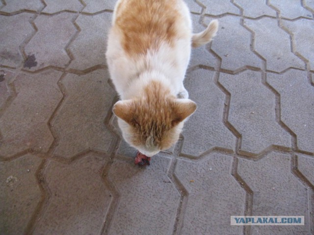 Котовторник 20.05.2014