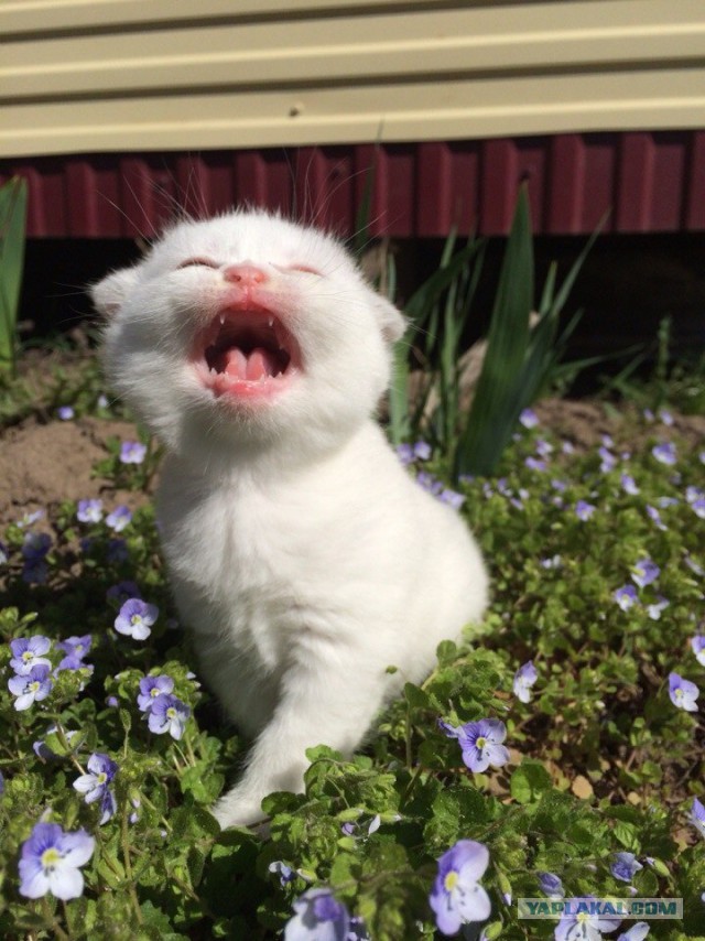 Котовторник 20.05.2014