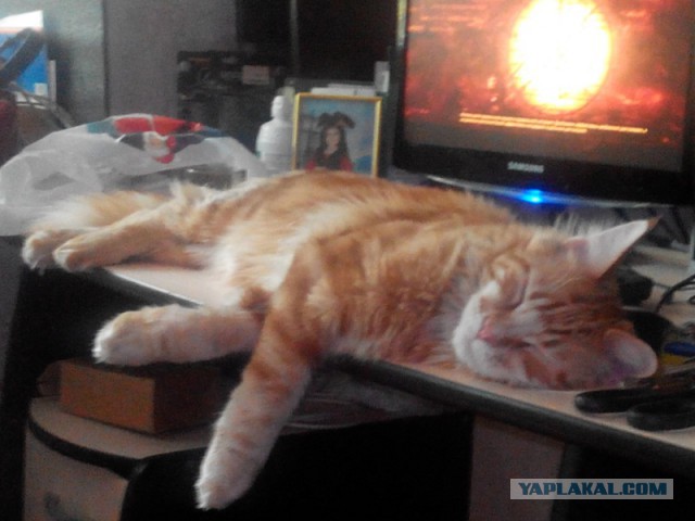 Котовторник 27.5.2014