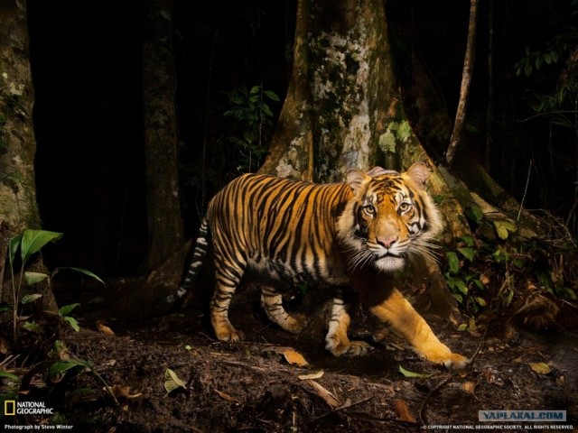Лучшие фото ноября от National Geographic