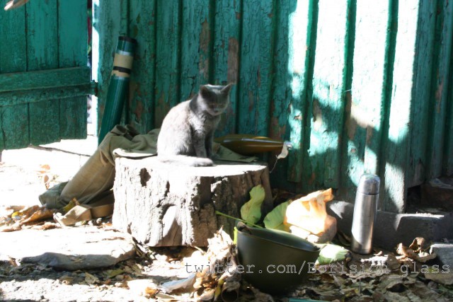 Кошки и собаки на войне в Донбассе