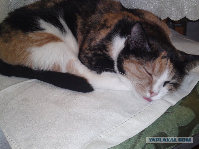 Котовторник