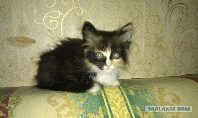 Про Тучку, которая стала Дымкой