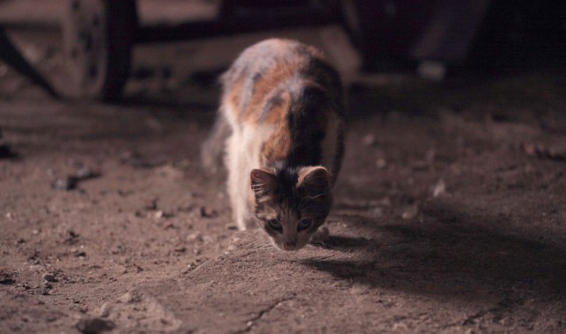 Котовторник