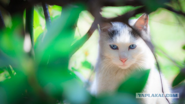 Котовторник 25.08.2015