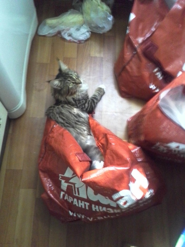 Котовторник 25.08.2015