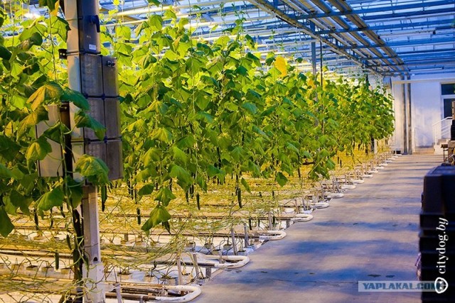 Парниково-тепличный комбинат: жарко и влажно