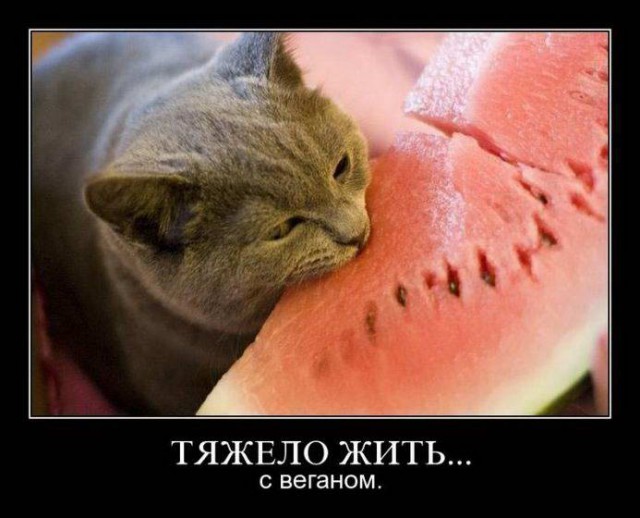 Прикольные картинки и демотиваторы
