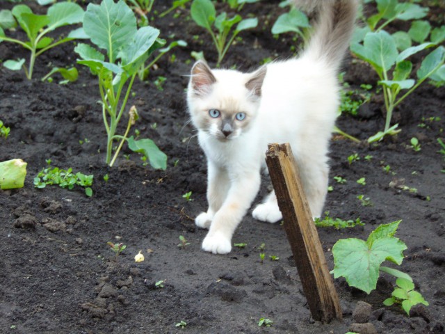 История одного тайца