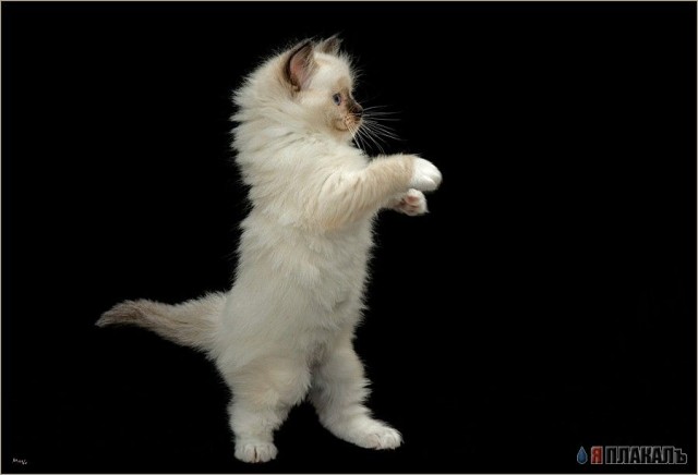 Коты, кошки, котята