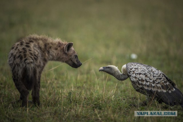National Geographic: лучшие фото путешественников