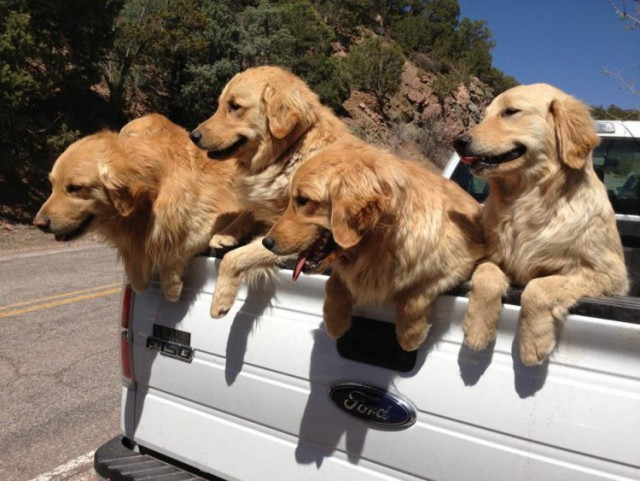 Скотинки - Животинки