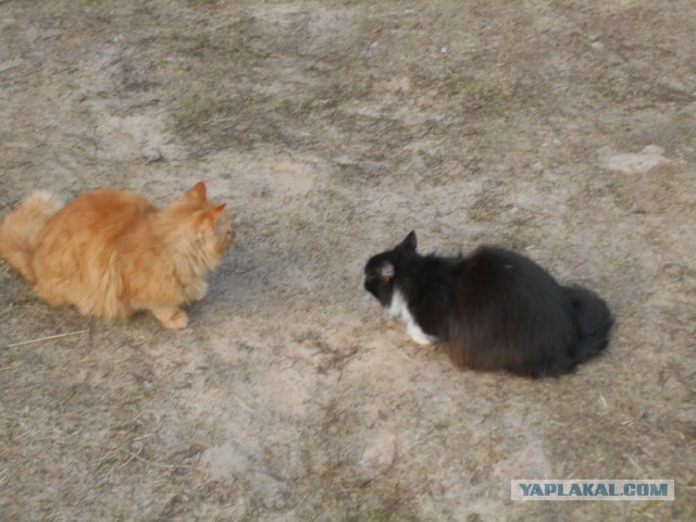 Жизнь домашнего приюта для котеек 108