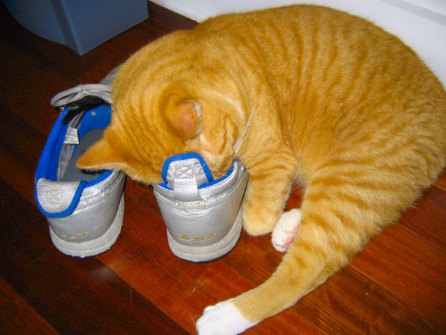 А вот и котовторник!