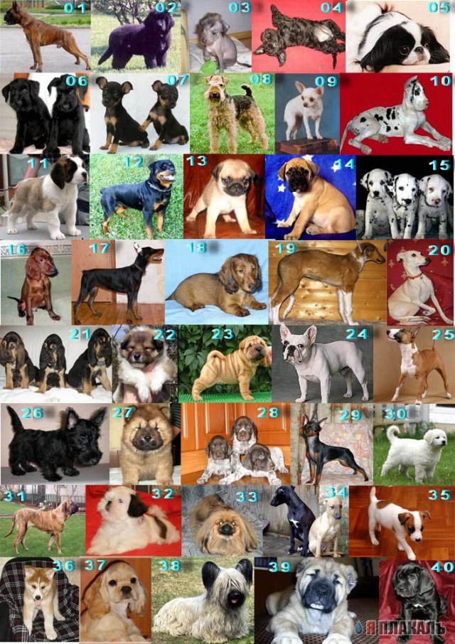 ЯП-ВИКТОРИНА  "Угадай породу!"