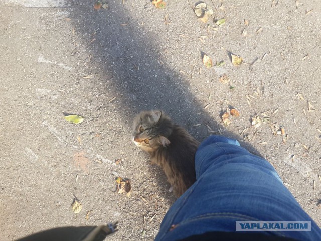 Кошки, которых я встретил на своем пути:)