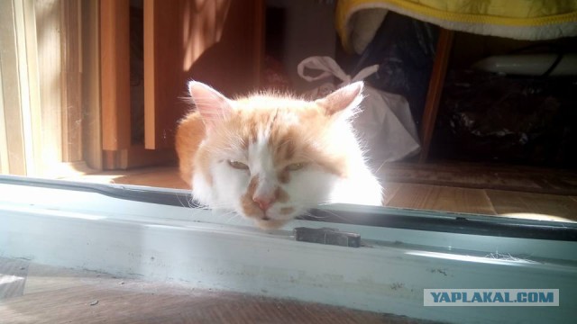 Котовторник 30.08.2016