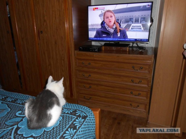 Зачем кот в доме?