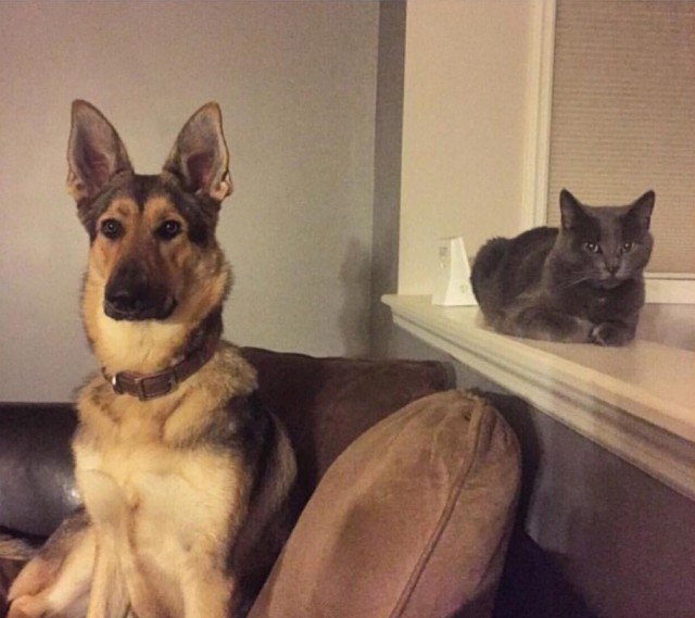 Коты из сети