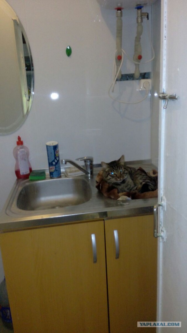 Котовторник  14.02.2017