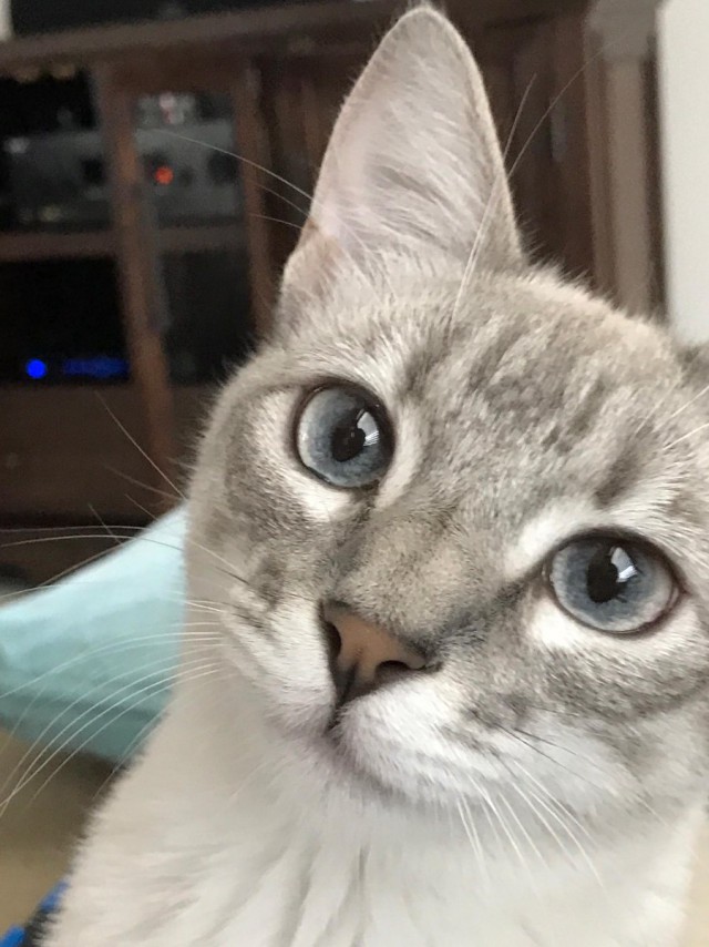 Коты и Кошки