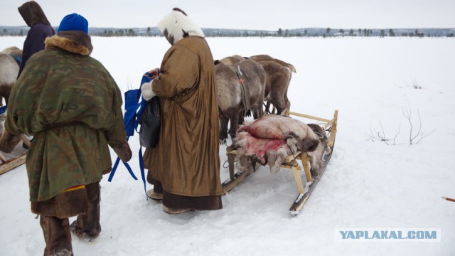 Новый Уренгой-Надым, покатушки  в выходные на День Оленевода