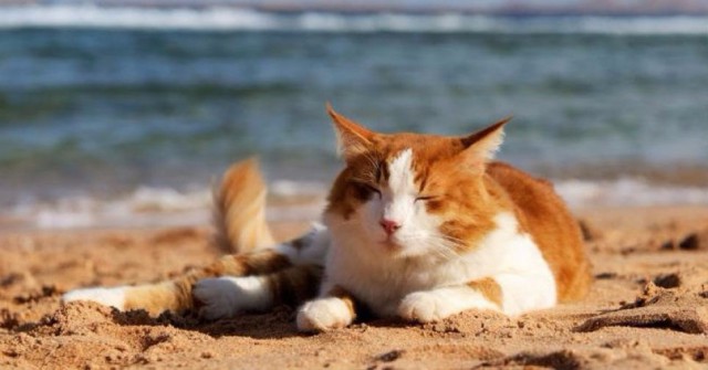 Коты и Кошки