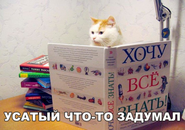 Коты и Кошки