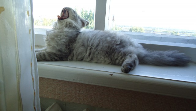Коты и Кошки
