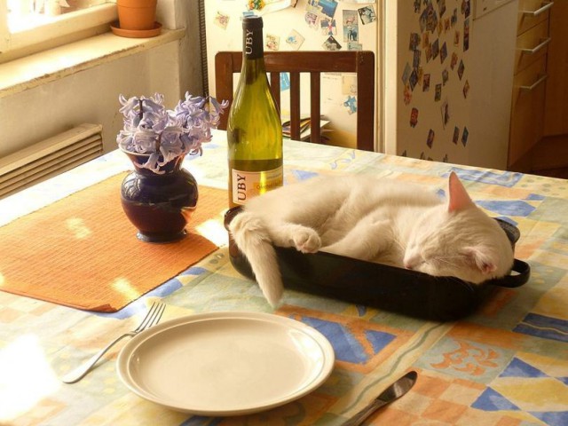 Коты и Кошки