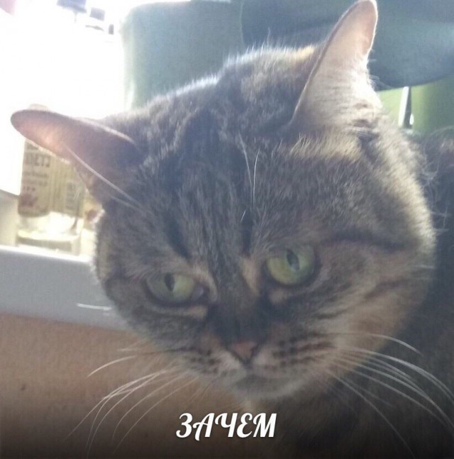 Коты и Кошки