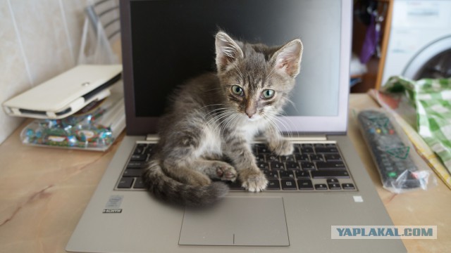 Черному коту Максиму посвящается