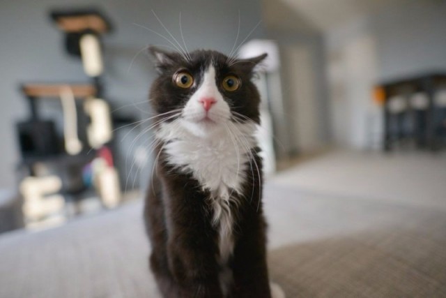 Коты и Кошки