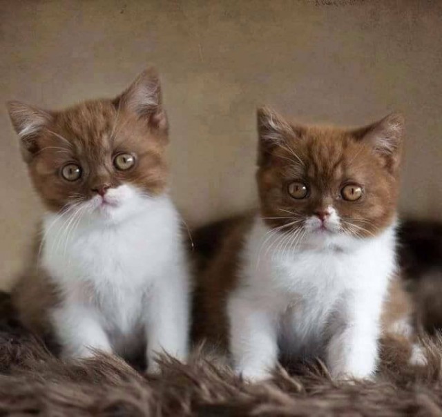 Коты и Кошки