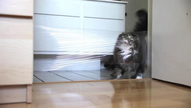 Коты и Кошки