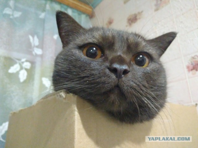 Котовторник 29.08.2017