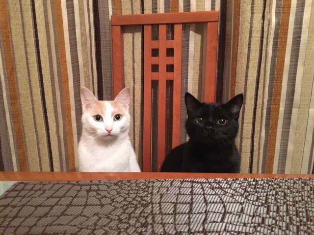 Коты и Кошки